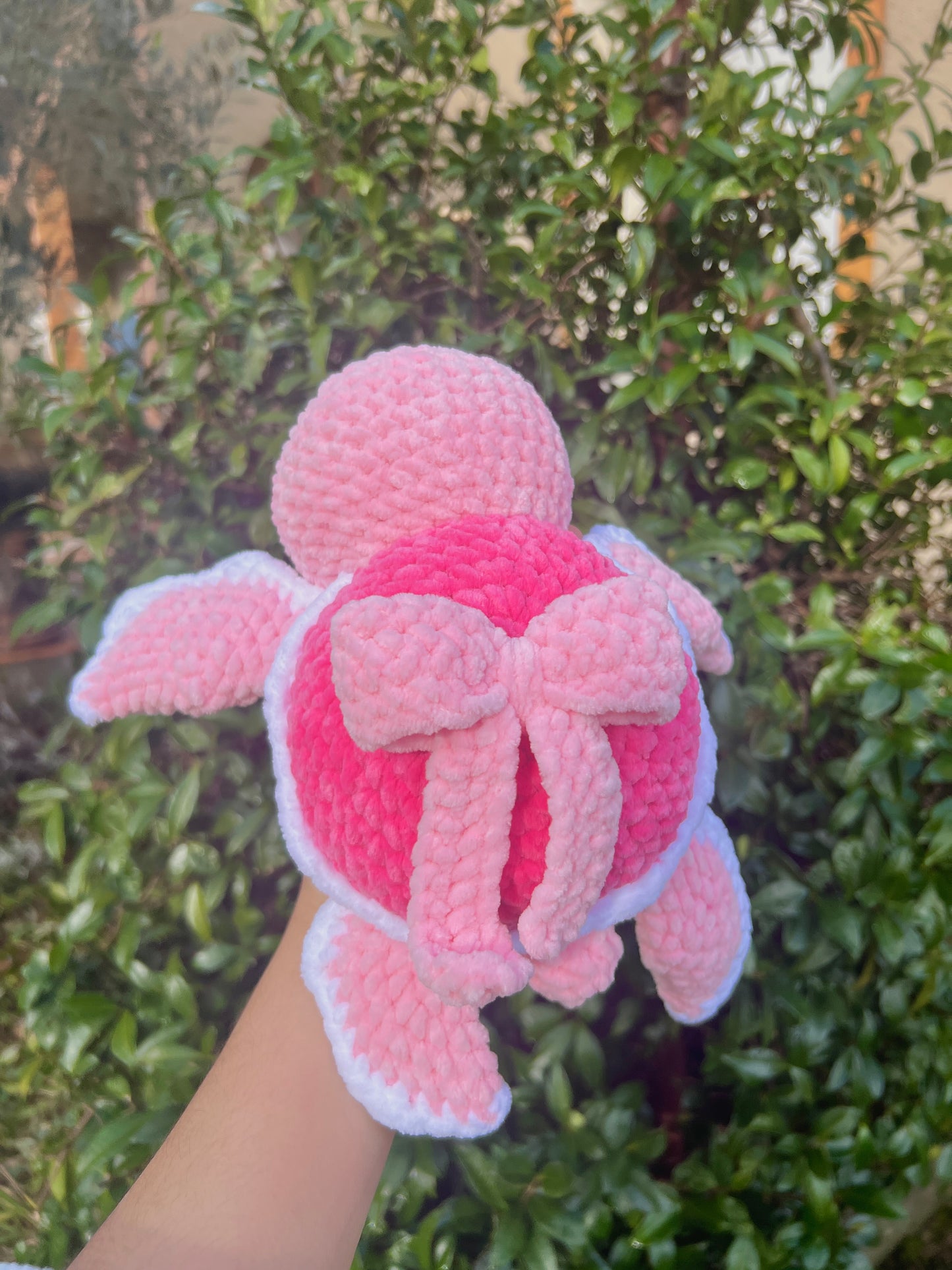 Tortue Coquette
