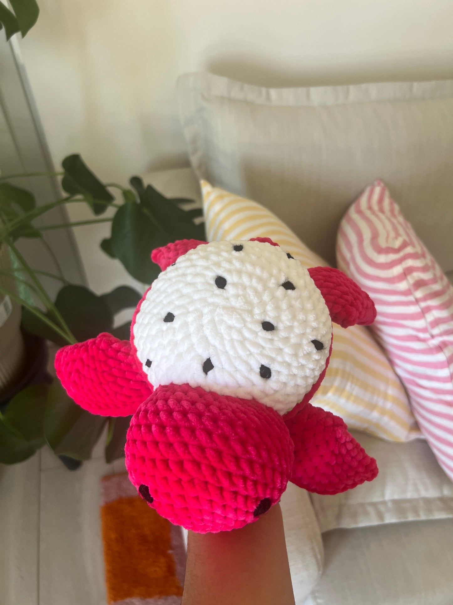 Tortue Fruit du dragon |DROP